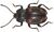 Brachytrycherus bipunctatus.jpg