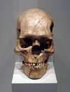 Homo sapiens Combe Capelle.jpg