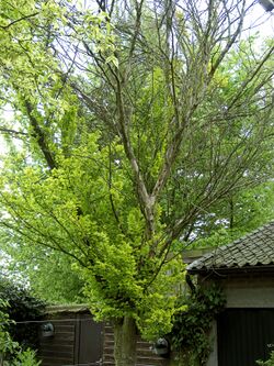 Iepziekte op goudiep (Ophiostoma ulmi on Ulmus hollandica 'Wredei' 4 May 2009).jpg