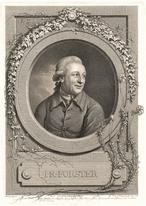 Engraving of Forster in a round frame surrounded by Forstera sedifolia plants