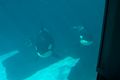 Killer Whale Family.jpg