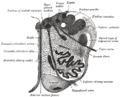 Section of the medulla oblongata at about the middle of the olive.