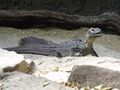 Hydrosaurus pustulatus -London Zoo, England-8a.jpg
