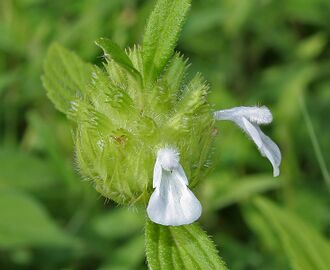 Leucas aspera in Hyderabad, India