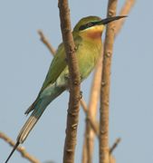 وروار أزرق الذيل (Merops philippinus)
