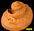A gastropod and attached serpulid wormtube from the Pliocene of Cyprus.