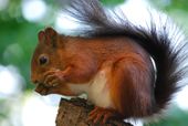 Sciurus-vulgaris hernandeangelis stockholm 2008-06-04.jpg
