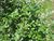 Alnus nepalensis.JPG