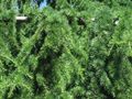 Cedrus libani branch.jpg