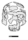 Jinniushan face illustration.png