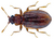 Latridius porcatus