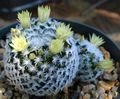 Mammillaria duwei flower.jpg