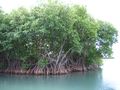 Mangroves in Puerto Rico.JPG