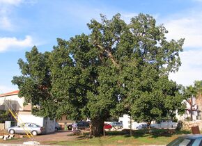 The sycamore (Ficus sycomorus) was often planted for shade. It was also often planted at temples, and its wood was used for making coffins for mummies.