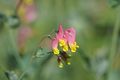 rock harlequin (Corydalis or Capnoides sempervirens)
