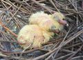 Nestlings, one day