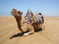 رحلات بالجمل على ساحل المدينة