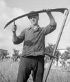 Image from a 1945 rye harvest, showing a very long blade being honed on the job. Setting up the burr.
