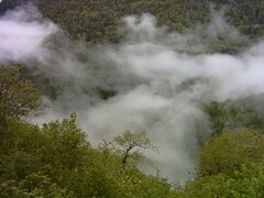 Sisangan National Forest.jpg