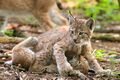 Lynx