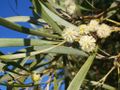 Acacia heterophylla