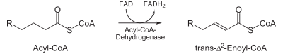 Beta-Oxidation1.svg