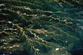 Kelp fronds floating near the surface.