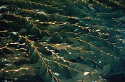 Giantkelp2 300.jpg