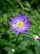Gymnaster savatieri1 flower.jpg