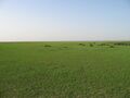 Hafar Al-Batin in Spring 001.JPG