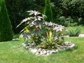 Ricinus communis