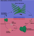 Diagram of alternation of generations in ferns.