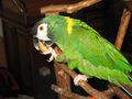 Golden-collared Macaw