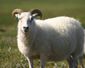 Icelandic sheep summer 06.jpg
