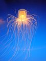 Jelly cc13.jpg