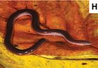Scolecomorphus kirkii (cropped).jpg