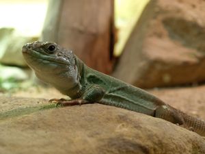Timon pater tangitanus-Prague ZOO.jpg