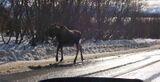 (10–11 months) This yearling was probably recently chased away by its pregnant mother.