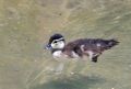Duckling