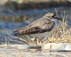 صورة معبرة عن الموضوع زقزاق طويل المنقار