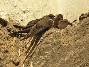 Ptyonoprogne rupestris -Europe-8.jpg