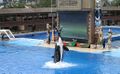 Shamu with trainer.jpg