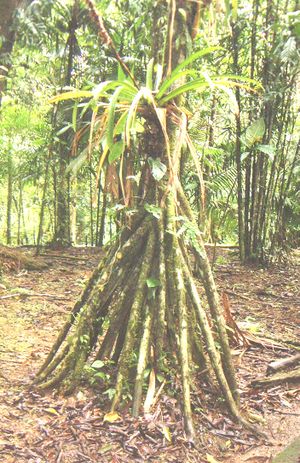 Walkingpalm.jpg