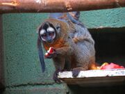 Gray monkey