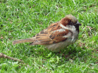 Aves de Galicia.gif