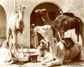 Biskra-Meharas-Auguste-Maure.jpg