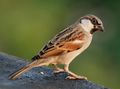 Male