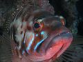 Serranus atricauda