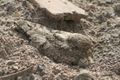 The Egyptian Nightjar nests in open sand with only its disruptive plumage to protect it