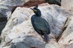 European Shag (Phalacrocorax aristotelis) (13667754243).jpg